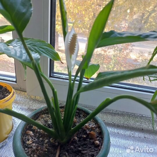 Спатифиллум