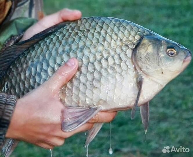 Свежая рыба