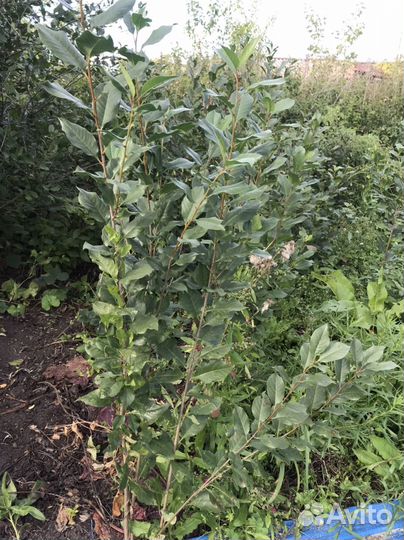 Саженцы вишни