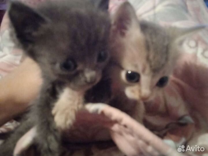 Кошки в добрые руки бесплатно