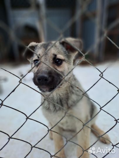 Щенки в добрые руки
