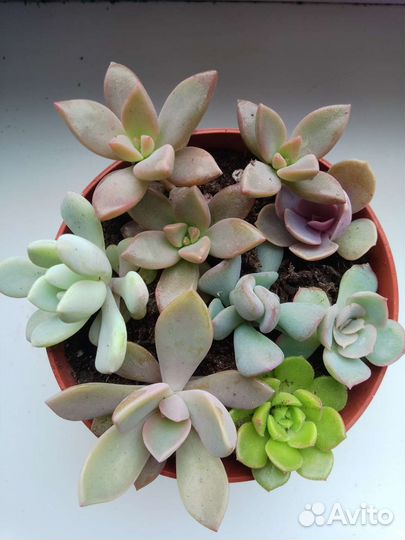 Микс суккуленты