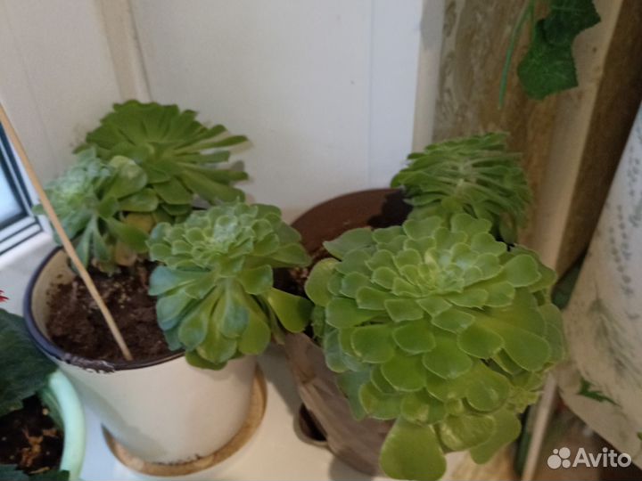 Суккуленты