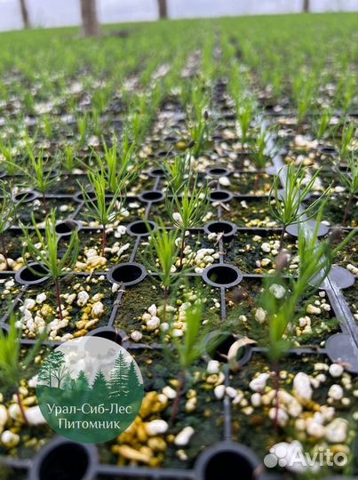 Зкс Сосна сеянцы Ели Лиственницы окс Голуб Горная