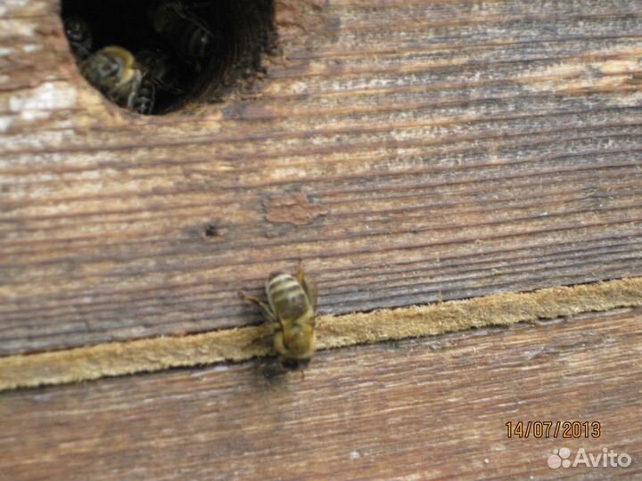 Продаются пчёлы