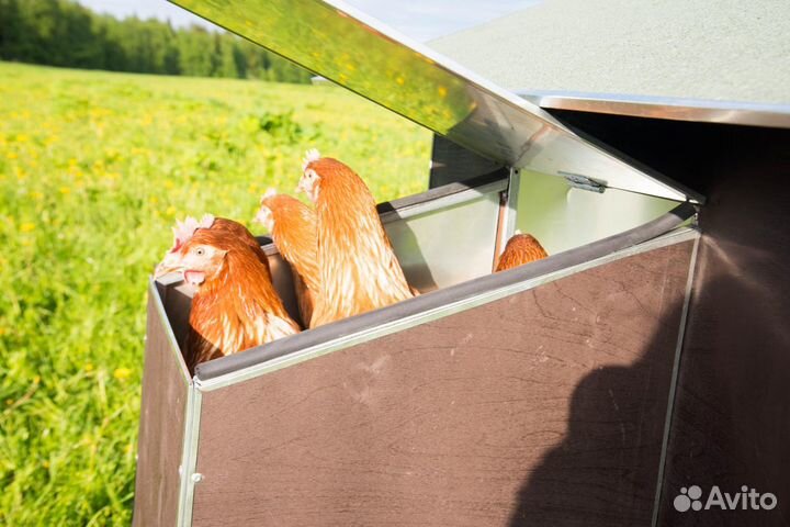 Курятник летний с выгулом