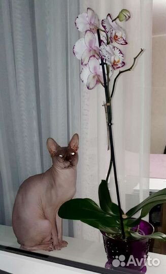 Донской сфинкс вязка