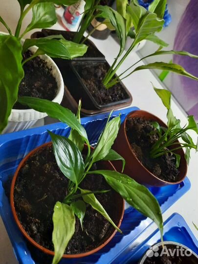 Спатифиллум(женское счастье)