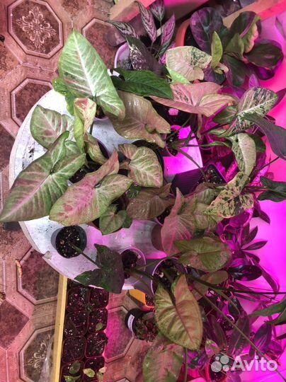 Сингониумы сортовые