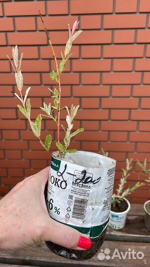 Ива цельнолистная Хакуро Нишики зкс, окс