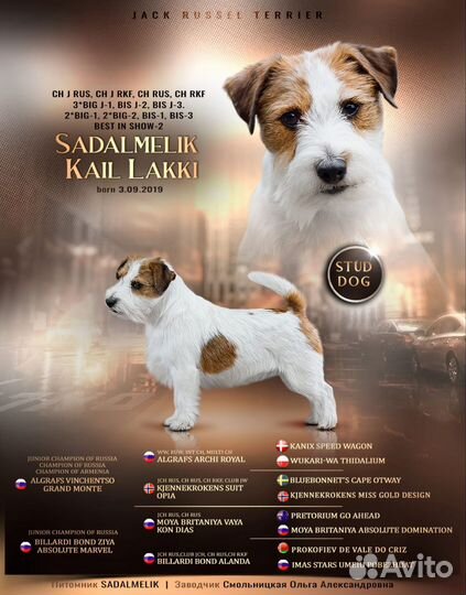 Щенки жесткошерстные джек Рассел терьер