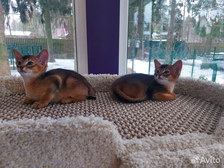 Абиссинские котята