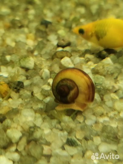 Продажа аквариумных рыбок