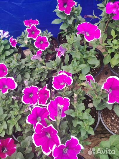 Вегетативная петуния опт