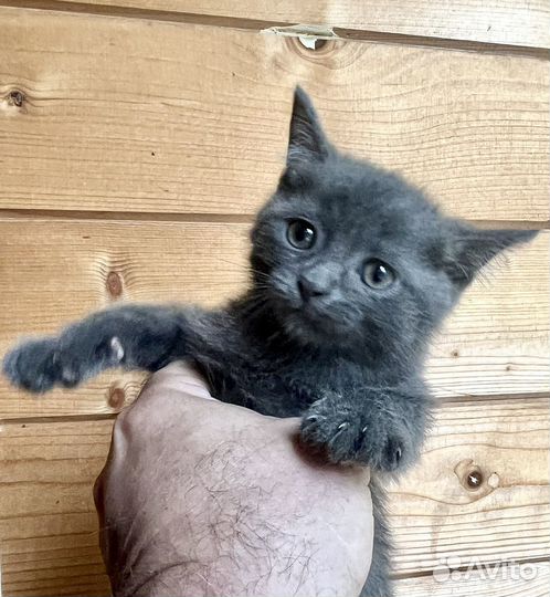 Котята бесплатно