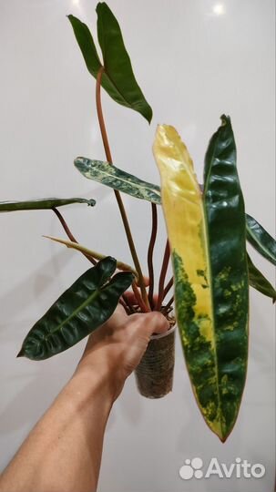 Филодендрон Карамель Марбл вар, Биллитау вар и др