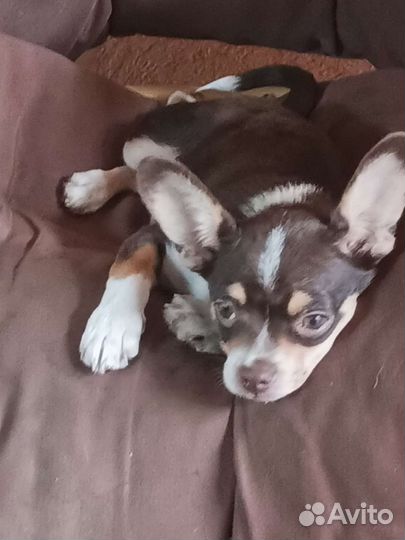 Щенок чихуахуа