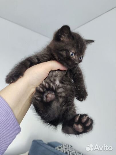 Шотландское счастье)