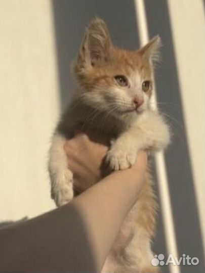 Рыжий котенок в добрые руки