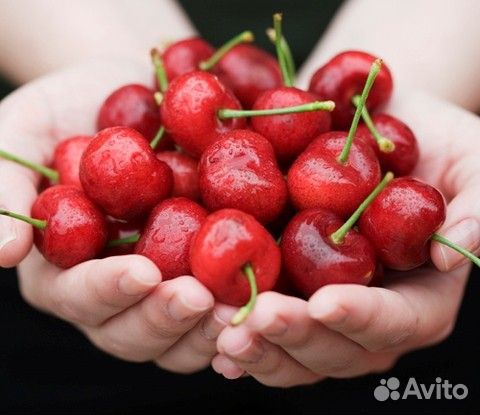 Саженцы слив,абрикос,вишни,персик,орех,миндаль