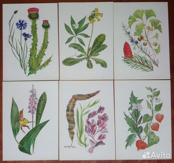 Набор открыток юному ботанику