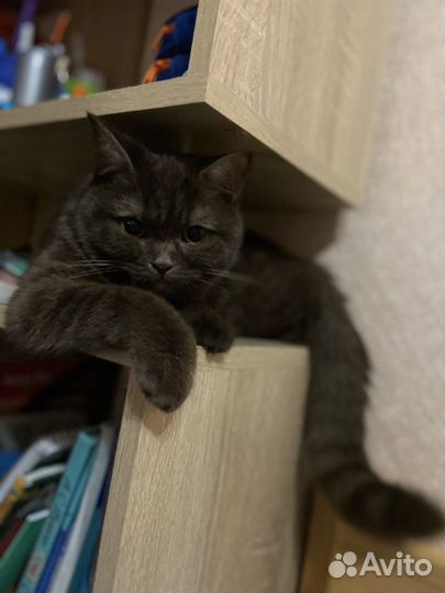 Шотландская кошка вязка