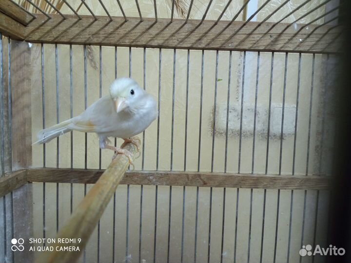 Кенарь белый