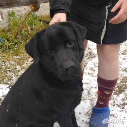 Щенки лабрадора