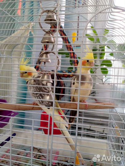 Попугай Карелло