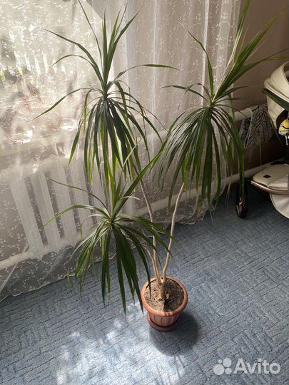 Офисные растения