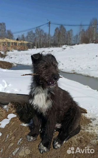 Щенок небольшой собачки