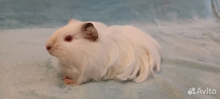 Морская свинка Шелти белая