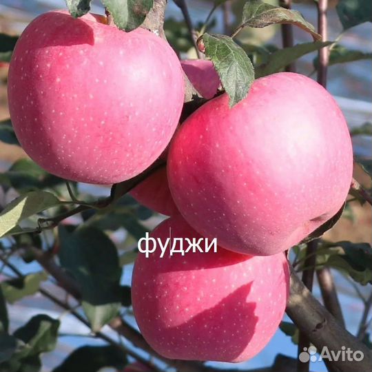 Яблони с зкс, в т.ч. красномясная и колоновидная