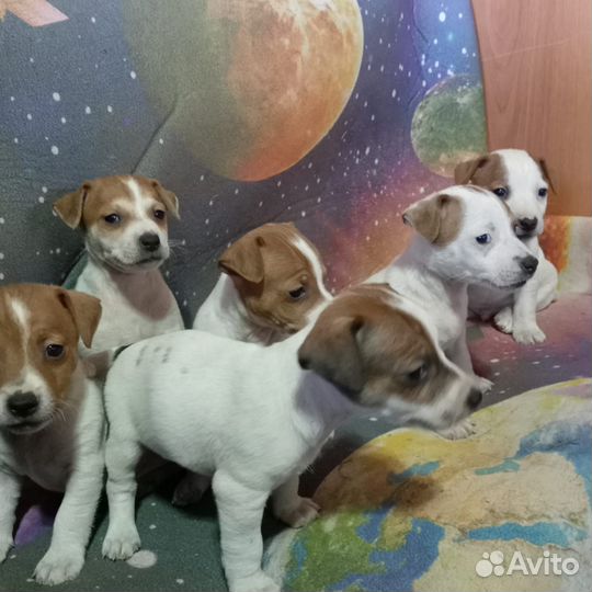 Щенки джек рассел