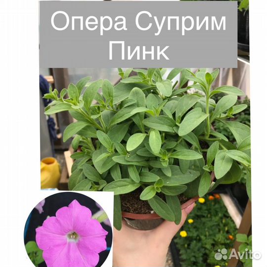 Петуния ампельная