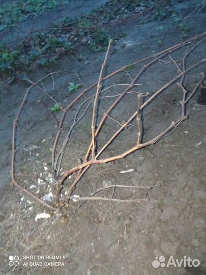 Саженцы винограда