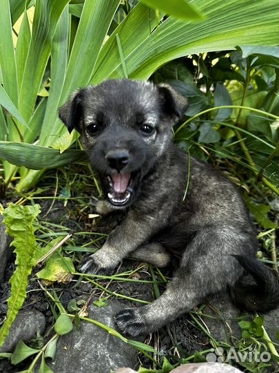 Шенок, девочка 2 мес