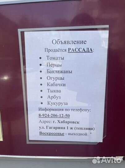 Продам рассаду