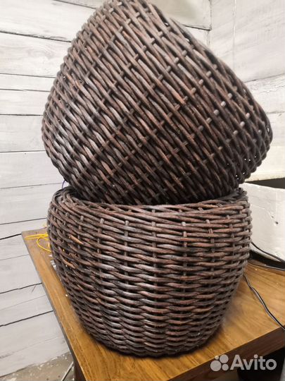 Филодендрон,аглаонема драцена