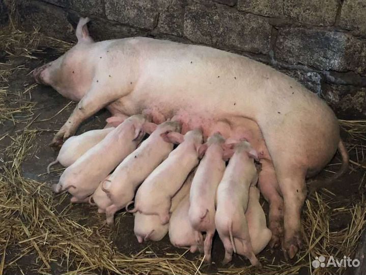 Поросята
