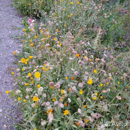 Календула лекарственная, семена