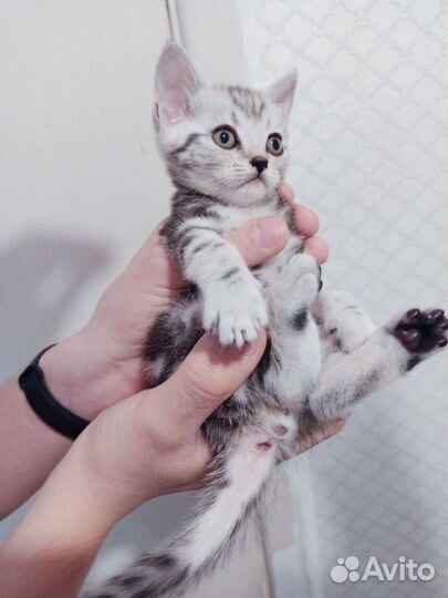 Мальчик в шикарной шубке
