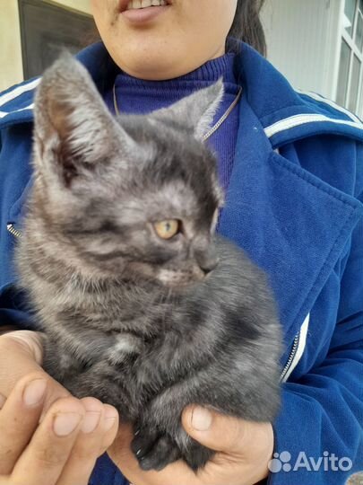 Шотландская