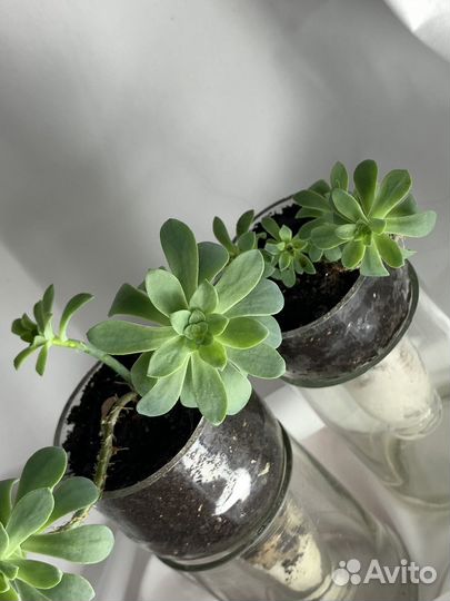 Горшок для цветов из бутылок