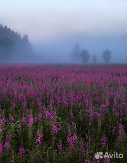 Продам Иван-чай