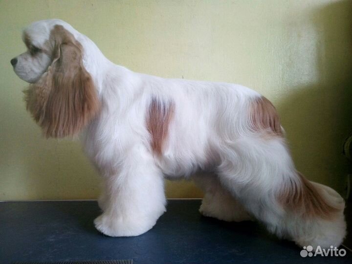 Стрижка собак и кошек (без наркоза)