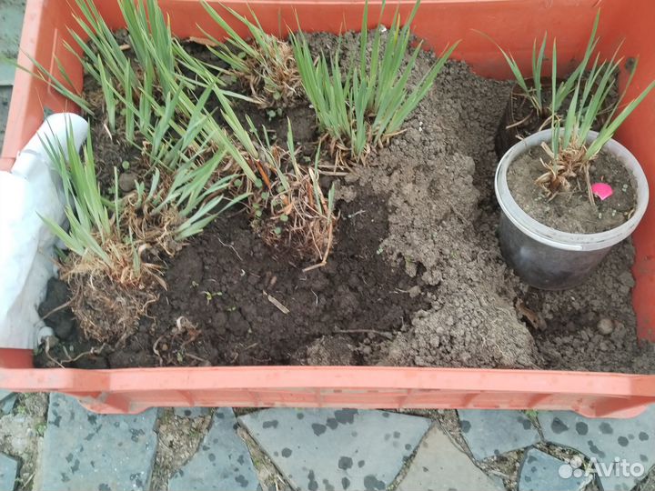 Ирис Сибирский белый