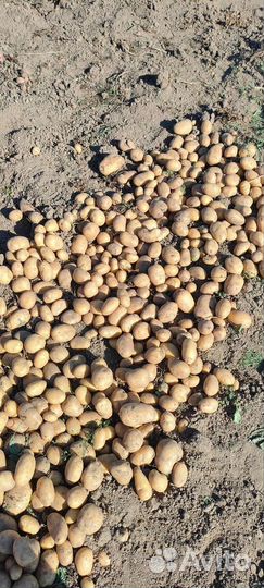 Продам картофель