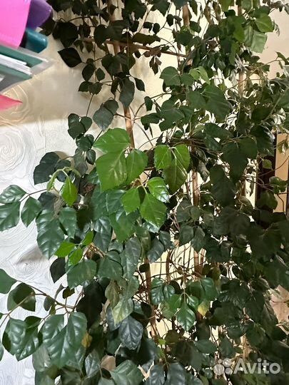 Дикий виноград