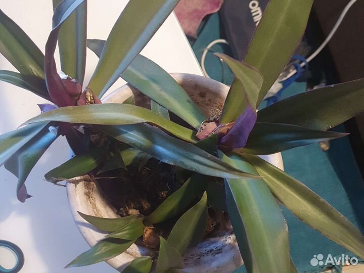 Традесканция рео